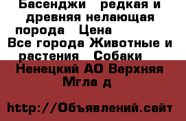 Басенджи - редкая и древняя нелающая порода › Цена ­ 50 000 - Все города Животные и растения » Собаки   . Ненецкий АО,Верхняя Мгла д.